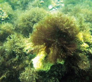 incdm-alge-marine-marea-neagra-stiinta-tehnica-5