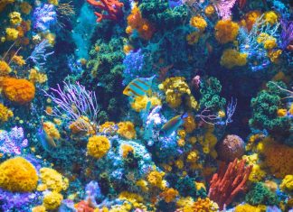 De ce este importantă explorarea oceanelor 0 (0)