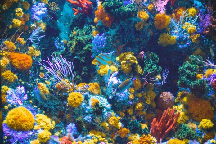 De ce este importantă explorarea oceanelor