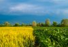 Agricultura de precizie: Cum au ajutat sateliții la creșterea producției de hrană?