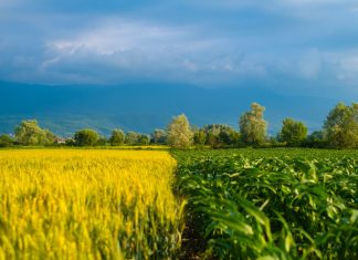 Agricultura de precizie: Cum au ajutat sateliții la creșterea producției de hrană? 0 (0)