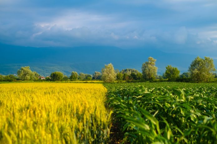Agricultura de precizie: Cum au ajutat sateliții la creșterea producției de hrană?