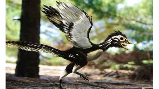 archaeopteryx_lithographica_by_dustdevil_27610600.jpg