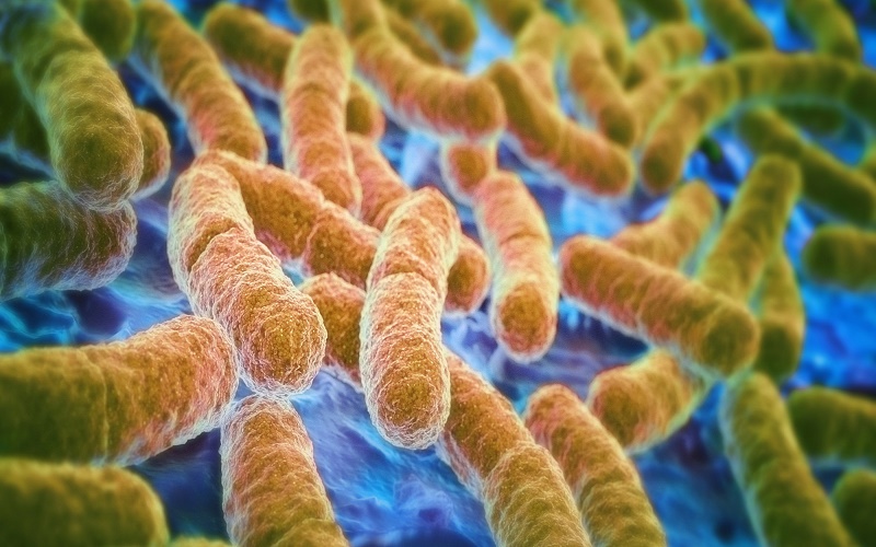 bacterii anaerobe