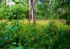 Protejarea biodiversității prin tehnologie de ultimă oră