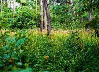 Protejarea biodiversității prin tehnologie de ultimă oră 0 (0)