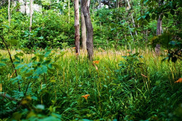 Protejarea biodiversității prin tehnologie de ultimă oră