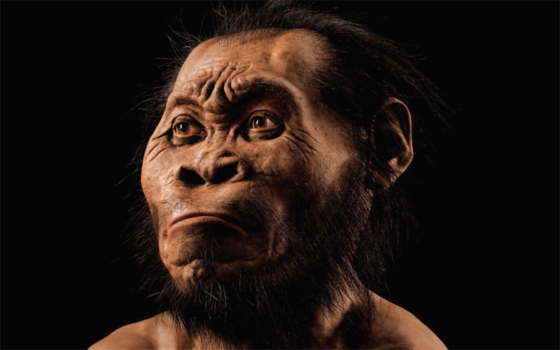 Homo naledi, o enigmă departe de a fi dezlegată