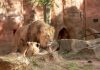 YouTube și prima postare din grădina zoologică: Cum a început era video?