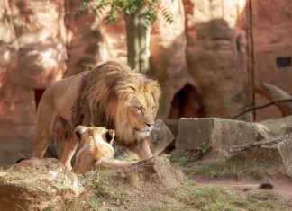 YouTube și prima postare din grădina zoologică: Cum a început era video? 0 (0)