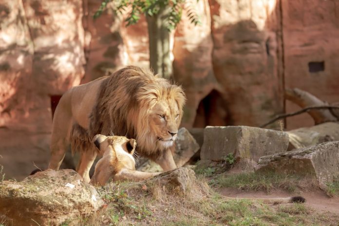 YouTube și prima postare din grădina zoologică: Cum a început era video?