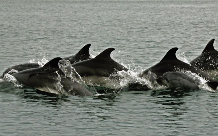 Delfinii Din Marea Neagră