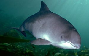 delfini-marea-neagra-stiinta-tehnica-4