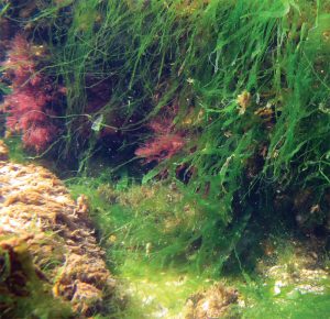 incdm-alge-marine-marea-neagra-stiinta-tehnica-4