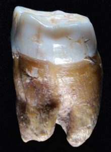 neanderthal-omul-nou-stiinta-tehnica-6