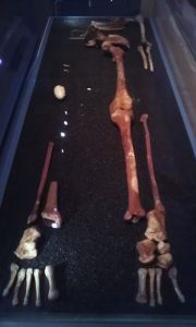 neanderthal-omul-nou-stiinta-tehnica-8