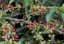 Istoria genetică a cafelei