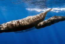 Comunicarea între cașaloți