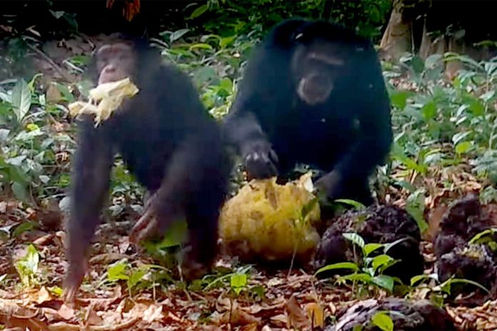 Chimps-Seen-Sharing-Boozy-Fruit-7_04222025-6dcf4eeb2370499ebd214ab321ade673