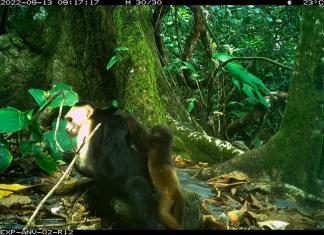 Maimuțele panameze răpesc pui de specii rivale: noua tendință stranie care șochează oamenii de știință 5 (1)