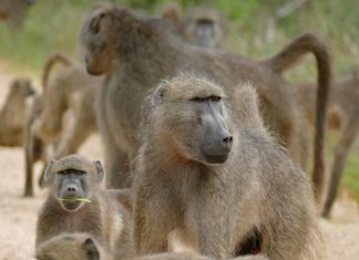 Există un motiv foarte specific pentru care babuinii călătoresc în șir indian 5 (4)