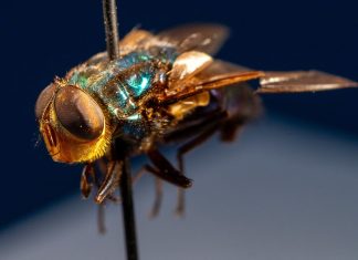 De ce avioanele vor arunca miliarde de muște în sudul Statelor Unite 5 (3)