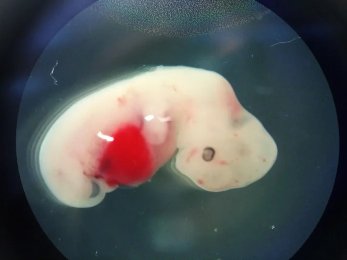 4-week-old-Pig-embryo