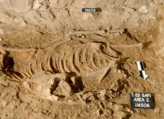 „Măgarul sacrificial”: Arheologii fac o descoperire intrigantă sub o casă din epoca bronzului din Israel 5 (3)