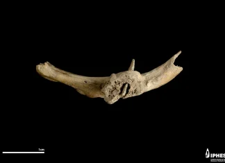 Pirinei: A supraviețuit ani de zile cu o săgeată înfiptă în os, acum 4.000 de ani 4.4 (8)