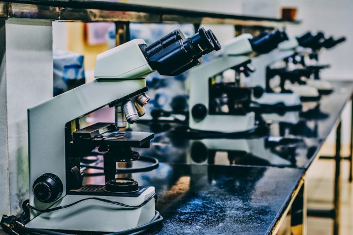 Celulele stem: Speranța medicinii regenerative din anii 2000.