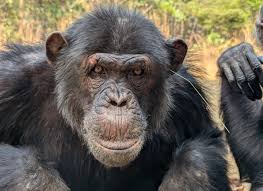 O modă inutilă? Descoperiți obiceiul surprinzător care circulă printre niște cimpanzei! 5 (3)