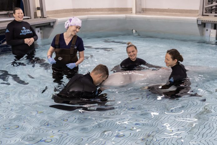 shedd-aquarium-makes-h