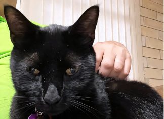 Această pisică tocmai a contribuit la o nouă descoperire științifică 4.4 (5)