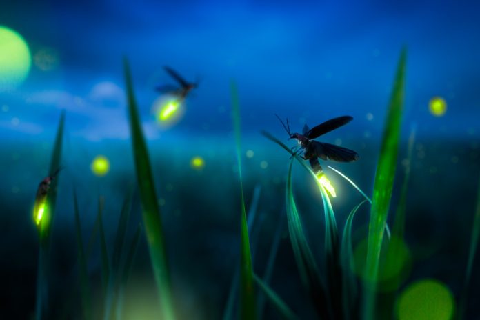 glowing-fireflies-at-night