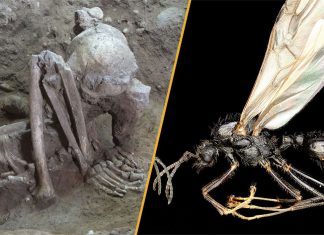 Descoperiri Științifice Săptămânale: De la Mumia cea Mai Veche din Lume la Furnici Care Se Împerechează cu Clone 0 (0)