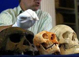 Hobbiții Antici au Încetinit Creșterea în Copilărie, Rescriind Teoriile despre Evoluția Creierului Uman 0 (0)