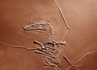 Misterul pterosaurilor din Jurasic, elucidat după 150 de milioane de ani 0 (0)