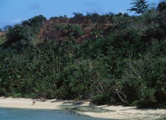 Furnicile din Fiji – Un Semnal de Alarmă în Criza Insectelor la Nivel Global 0 (0)