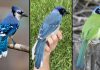 Descoperire rară în Texas: Un jay hibrid albastru-verde, urmaș al speciilor separate acum 7 milioane de ani