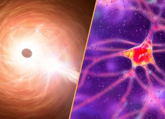 Știri din Știință Săptămâna Aceasta: Terapie Genică Inovatoare Contra Bolii Huntington și Un Gaură Neagră Care Sfidează Fizica 0 (0)