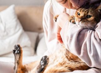 Cum îți schimbă creierul prezența unei pisici? Descoperă mecanismele cerebrale ale afecțiunii. 4.6 (17)