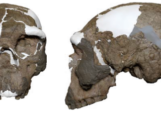 Misterul Craniului Vechi de un Milion de Ani din China: Denisovan sau O Specie Nouă? 0 (0)