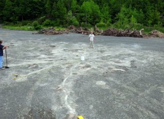 Descoperirea Pădurii Fosile din Cairo: Cea mai Veche Pădure din America de Nord cu Copaci Vechi de 385 de Milioane de Ani 0 (0)