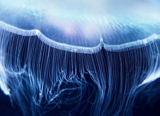 Descoperire Științifică Revoluționară: Proteine Fluorescente Transformate în Qubiți Biologici pentru Senzori Celulari Quantum 0 (0)