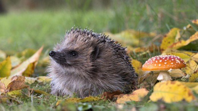 uk_hedgehog_1-1152x648