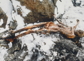 Testează-ți Cunoștințele despre Ötzi, Omul Gheții Ucis acum 5.300 de Ani în Alpi 0 (0)