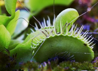 Secretele Răspunsului Rapid al Plantei Venus: O Descoperire Japoneză 0 (0)