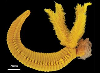 Paralvinella Hessleri: Viermele galben care trăiește în acizi și combate otrava cu otravă 5 (1)