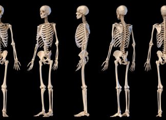 Testează-ți Cunoștințele despre Scheletul Uman: Ești un Campion al Oaselor? 0 (0)