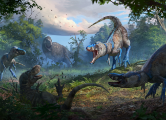 Descoperirea care rescrie istoria: Nanotyrannus, un tiranosaur distinct confirmat de un studiu revoluționar 0 (0)